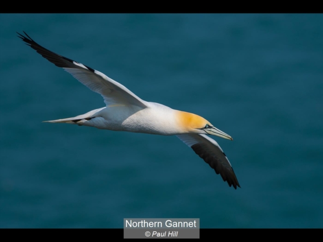 04_Northern Gannet_Paul Hill
