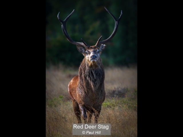 09_Red Deer Stag_Paul Hill