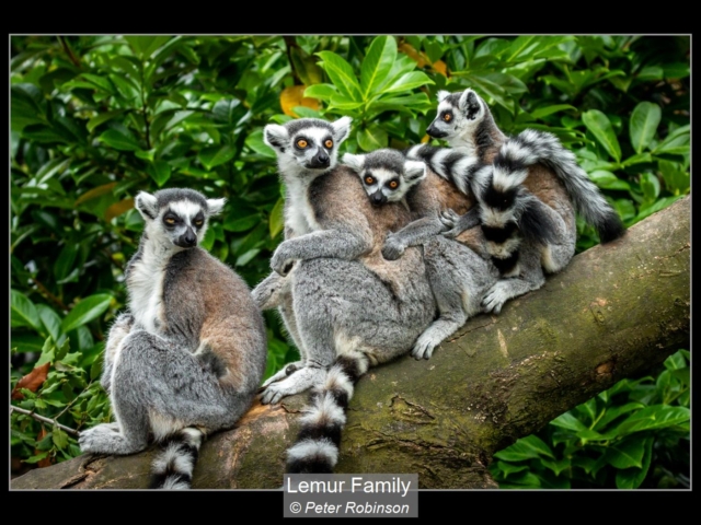10_Lemur Family_Peter Robinson
