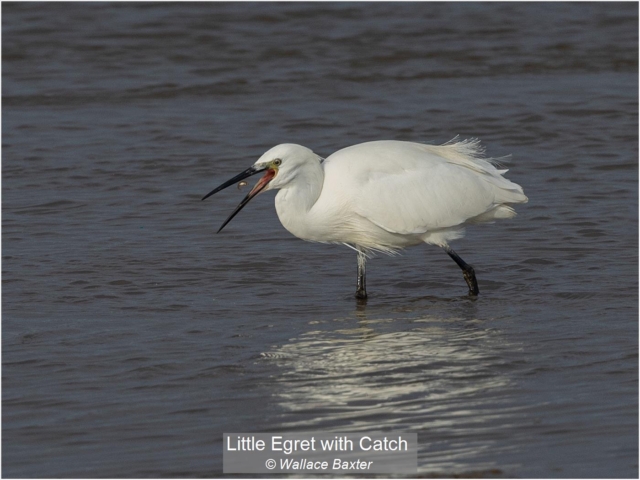 11_Little Egret with Catch_Wallace Baxter