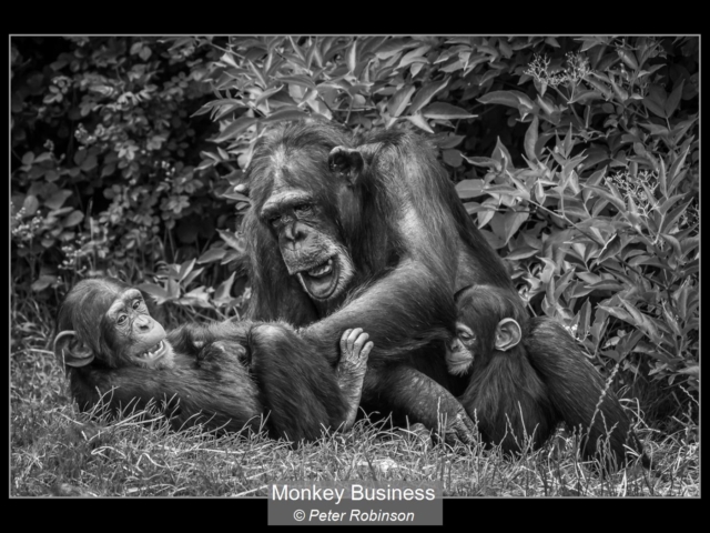 11_Monkey Business_Peter Robinson