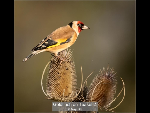 00_Goldfinch on Teasel 2_Ray Hill