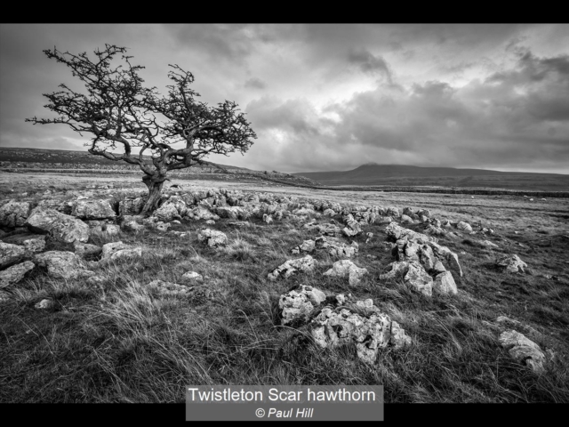 00_Twistleton Scar hawthorn_Paul Hill