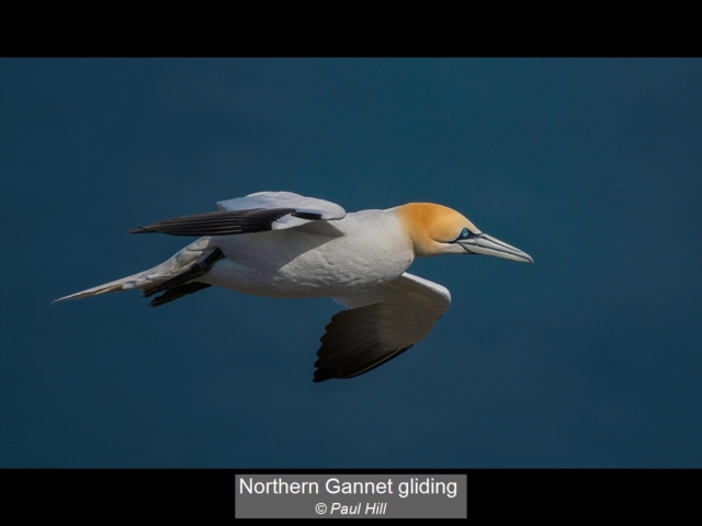 02_Northern Gannet gliding_Paul Hill