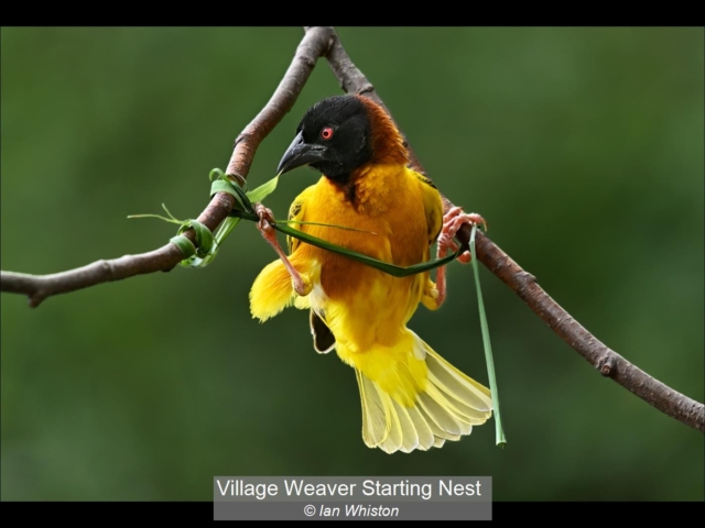 12_Village Weaver Starting Nest_Ian Whiston