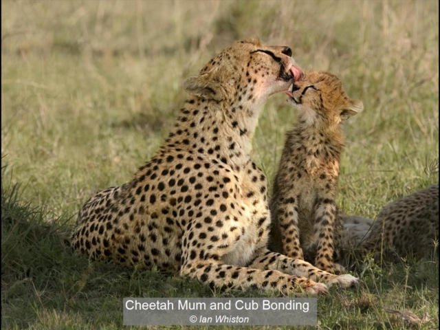 17_Cheetah Mum and Cub Bonding_Ian Whiston