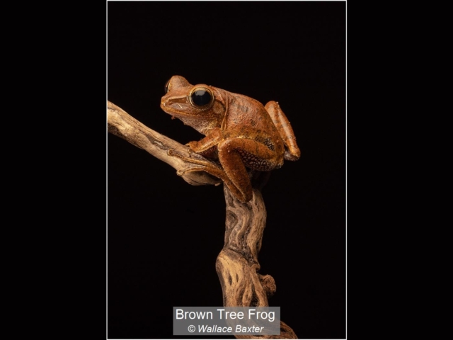 Brown Tree Frog_Wallace Baxter