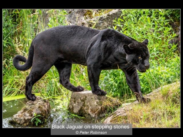00_Black Jaguar on stepping stones_Peter Robinson
