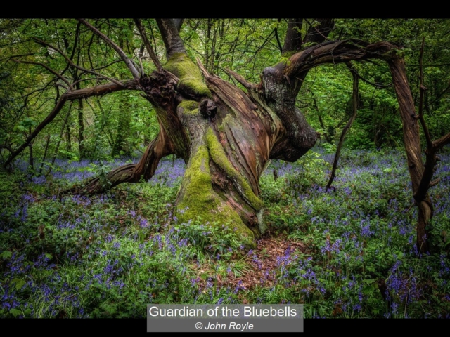 05_Guardian of the Bluebells_John Royle