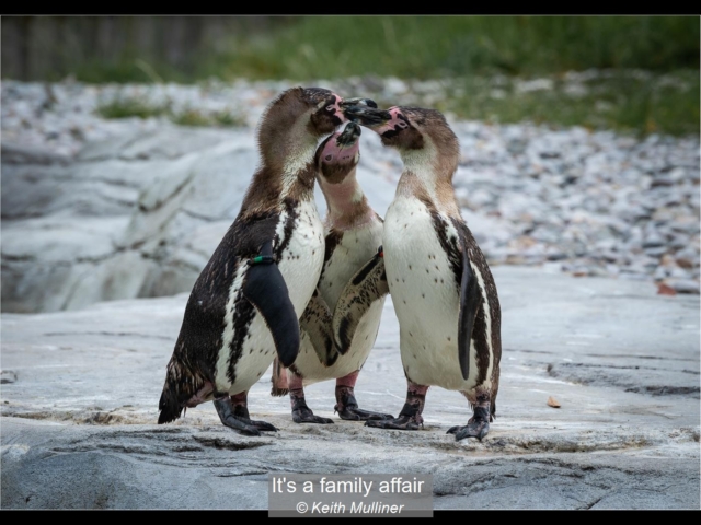 11_Its a family affair_Keith Mulliner