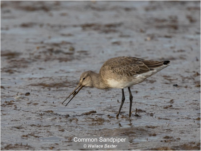 12_Common Sandpiper_Wallace Baxter