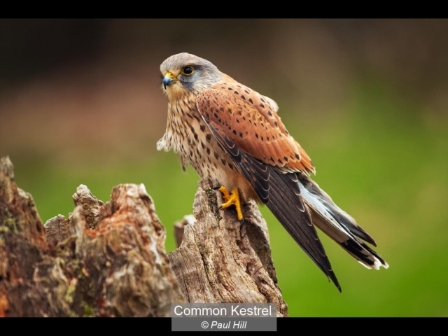 14_Common Kestrel_Paul Hill