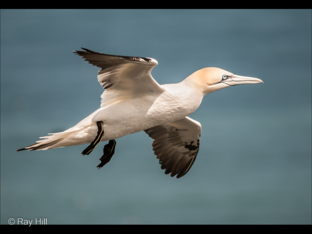 RH-04_Gannet in flight-2