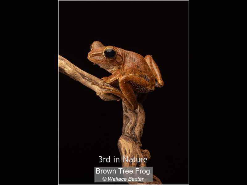 01_Brown Tree Frog_Wallace Baxter