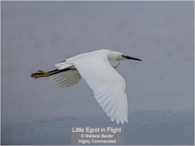 01_Little Egret in Flight_Wallace Baxter
