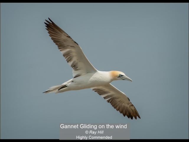 02_Gannet Gliding on the wind_Ray Hill
