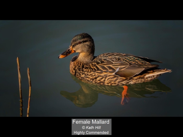 04_Female Mallard_Kath Hill
