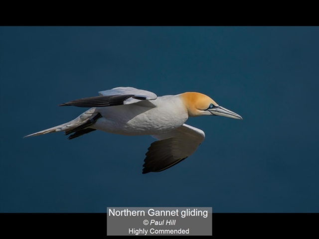04_Northern Gannet gliding_Paul Hill