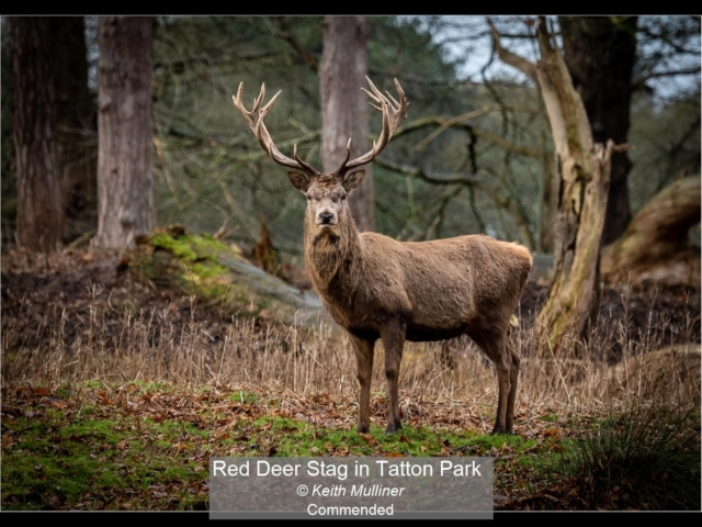 05_Red Deer Stag in Tatton Park_Keith Mulliner