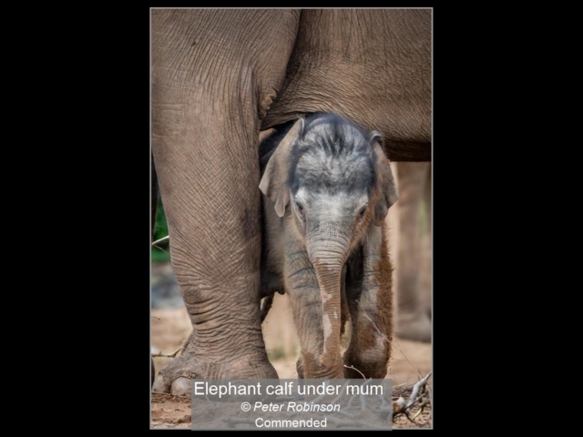 06_Elephant calf under mum_Peter Robinson