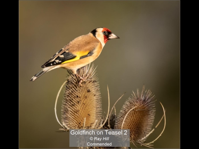 06_Goldfinch on Teasel 2_Ray Hill