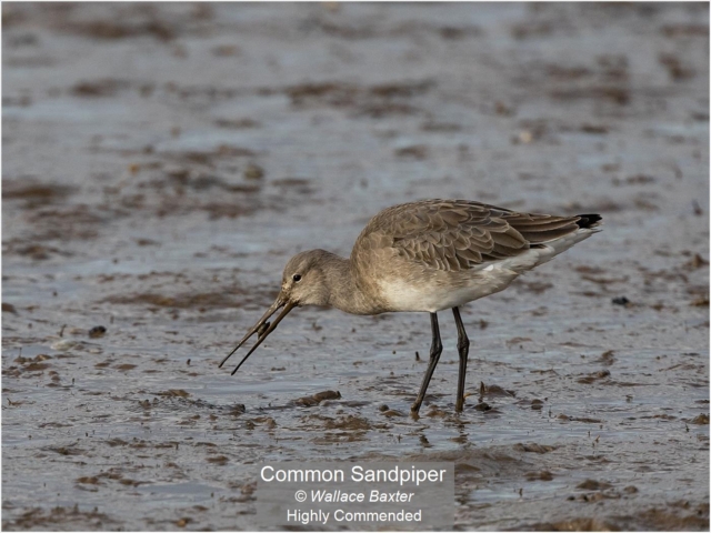 07_Common Sandpiper_Wallace Baxter