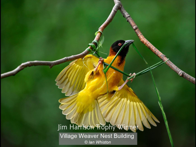 11_Village Weaver Nest Building_Ian Whiston