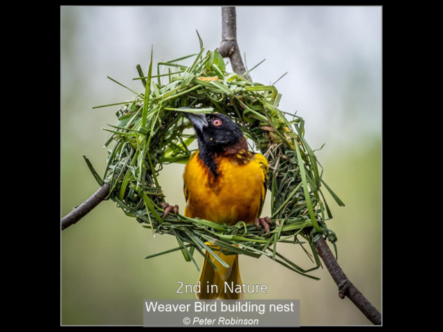 11_Weaver Bird building nest_Peter Robinson