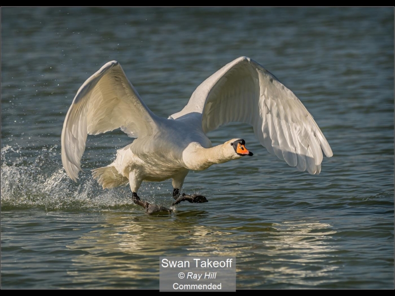 13_Swan Takeoff_Ray Hill