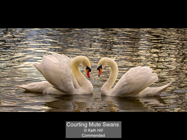 14_Courting Mute Swans_Kath Hill