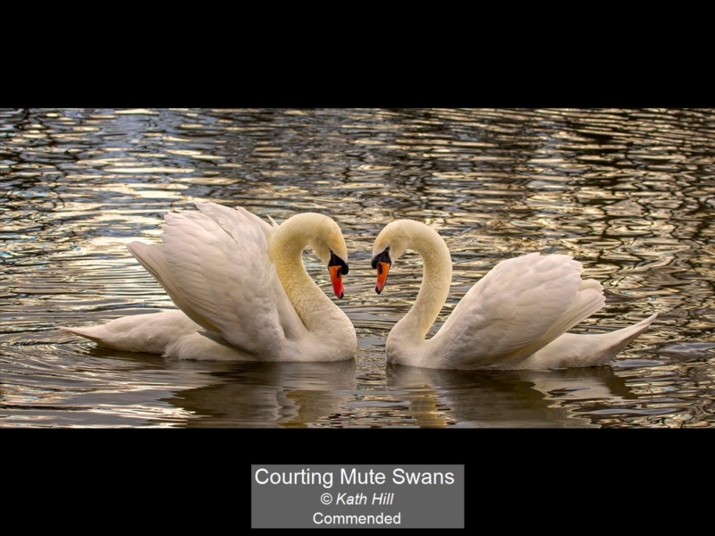 14_Courting Mute Swans_Kath Hill