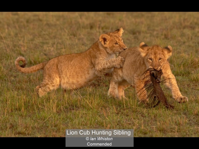 15_Lion Cub Hunting Sibling_Ian Whiston