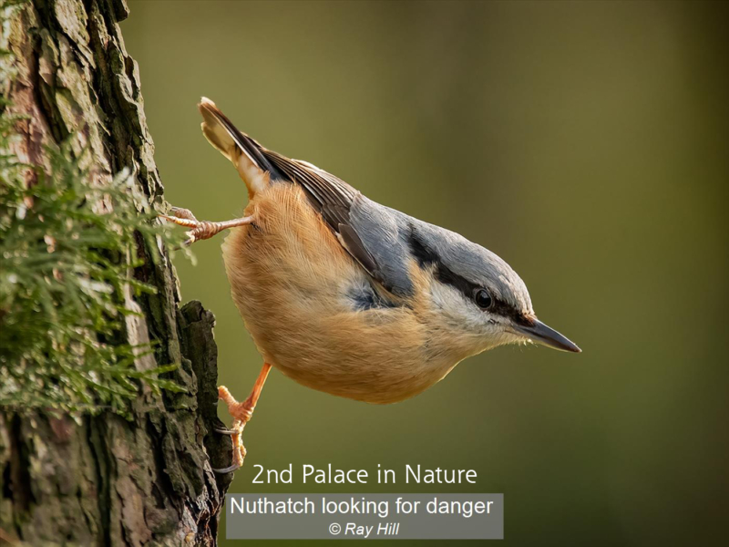 17_Nuthatch looking for danger_Ray Hill