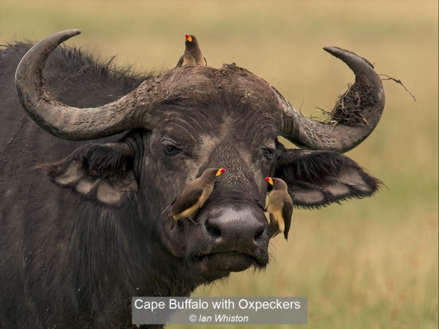 02_Cape Buffalo with Oxpeckers_Ian Whiston