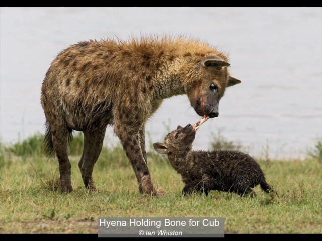 13_Hyena Holding Bone for Cub_Ian Whiston