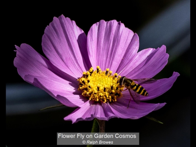 17_Flower Fly on Garden Cosmos_Ralph Browes