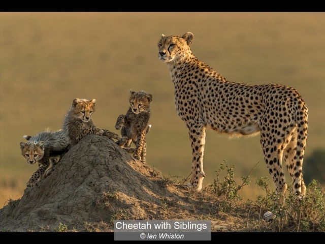 18_Cheetah with Siblings_Ian Whiston