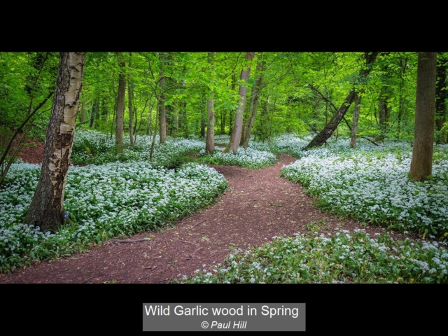 23_Wild Garlic wood in Spring_Paul Hill