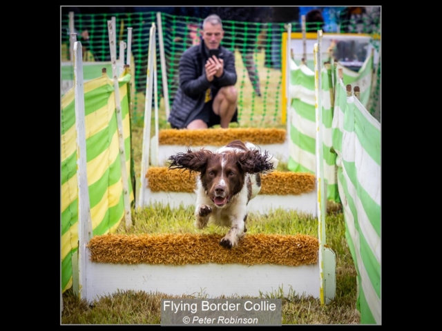 00_Flying Border Collie_Peter Robinson