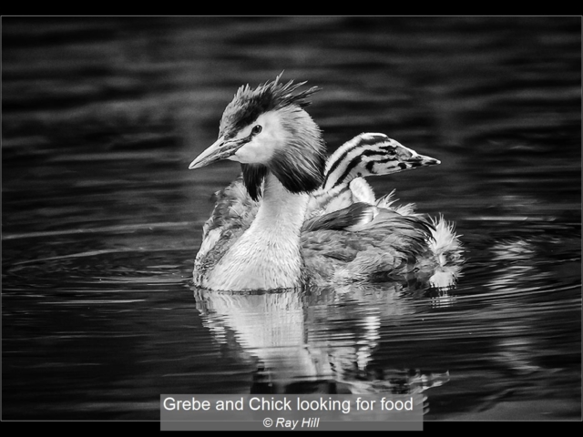03_Grebe and Chick looking for food_Ray Hill