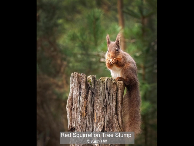 03_Red Squirrel on Tree Stump_Kath Hill