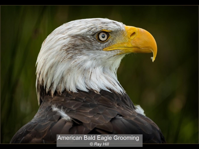07_American Bald Eagle Grooming_Ray Hill