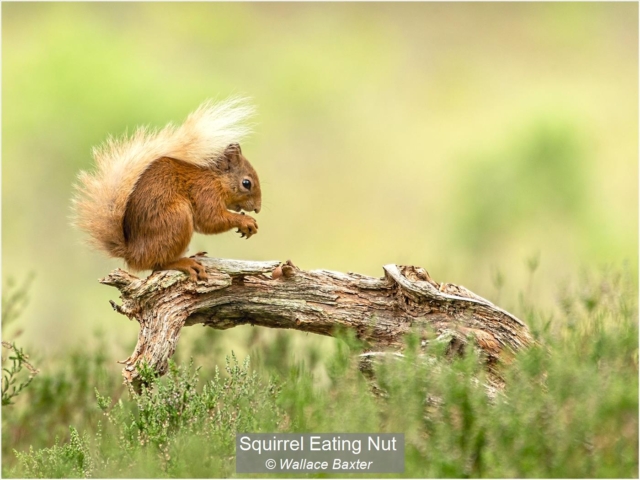 10_Squirrel Eating Nut_Wallace Baxter