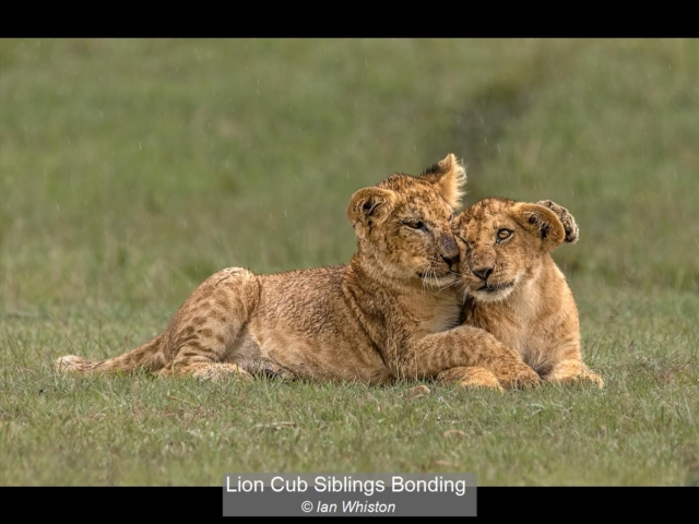 03_Lion Cub Siblings Bonding_Ian Whiston