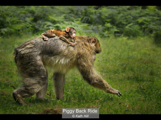 04_Piggy Back Ride_Kath Hill