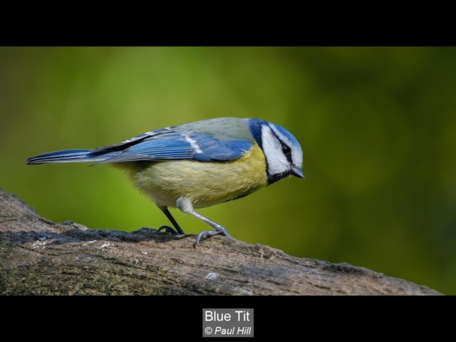 05_Blue Tit_Paul Hill