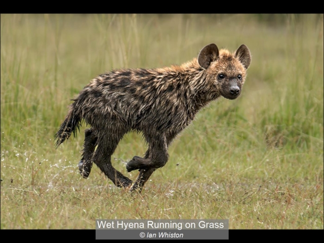 11_Wet Hyena Running on Grass_Ian Whiston