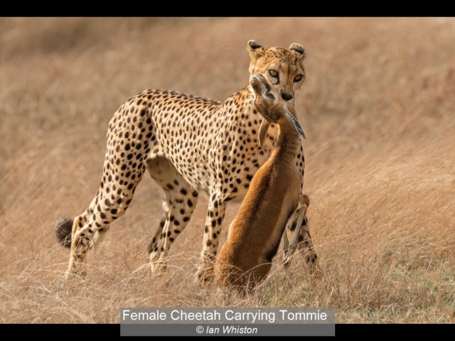 17_Female Cheetah Carrying Tommie_Ian Whiston