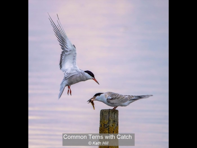 01_Common Terns with Catch_Kath Hill