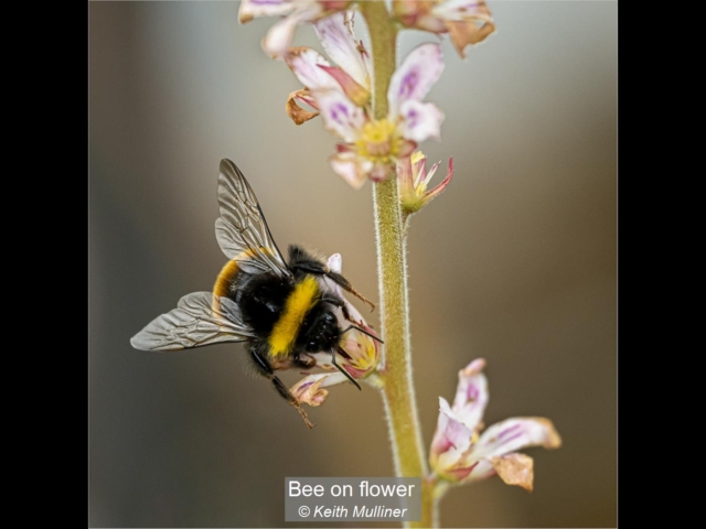02_Bee on flower_Keith Mulliner
